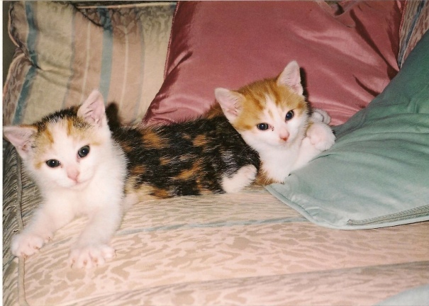 Two headed kitten